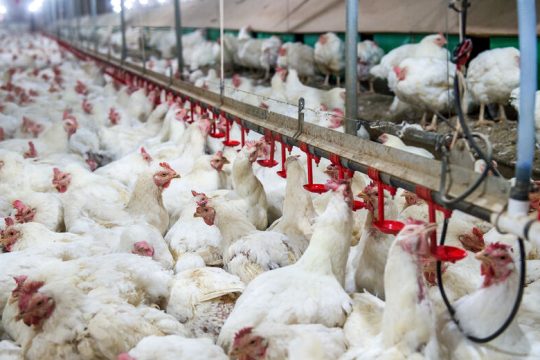 Κατάσταση έκτακτης ανάγκης 180 ημερών στη Βραζιλία για τη γρίπη των πτηνών