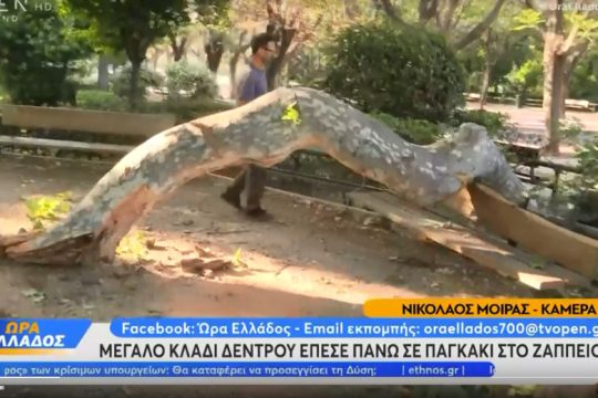 Τουρίστες κινδύνευσαν από σπασμένο κομμάτι δέντρου στο Ζάππειο
