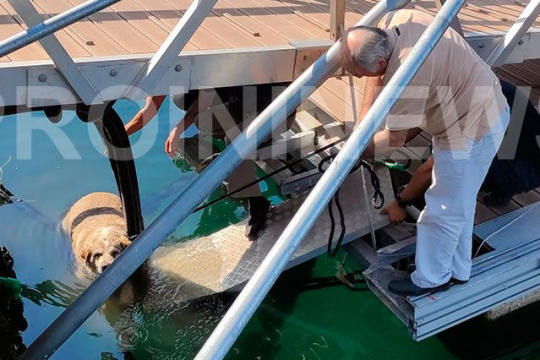 Στη θάλασσα σκύλος από κλωτσιά περαστικού