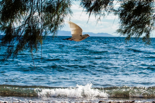 Καλοκαιρία εκτός από τα ΒΔ ορεινά – Βοριάδες στο Αιγαίο