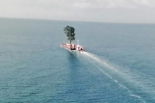 Αυτή δεν είναι η ιστορία ενός δέντρου