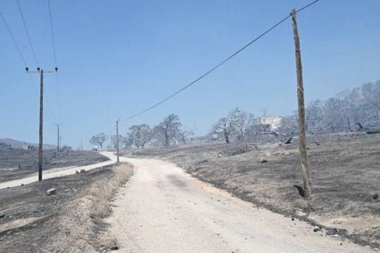 Προκαταρκτική εξέταση για τα νεκρά ζώα σε καταφύγιο στο Λαγονήσι