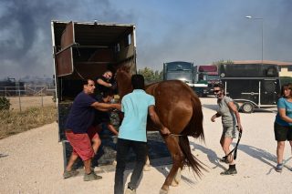 Δεκάδες καμένα ζώα σε καταφύγια