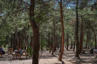 dasos