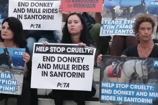 Eν μέσω του καύσωνα στην Ελλάδα η PETA απευθύνει έκκληση για απαγόρευση των ιππεύσεων των γαϊδουριών στην Σαντορίνη