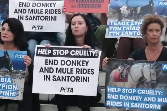 Eν μέσω του καύσωνα στην Ελλάδα η PETA απευθύνει έκκληση για απαγόρευση των ιππεύσεων των γαϊδουριών στην Σαντορίνη