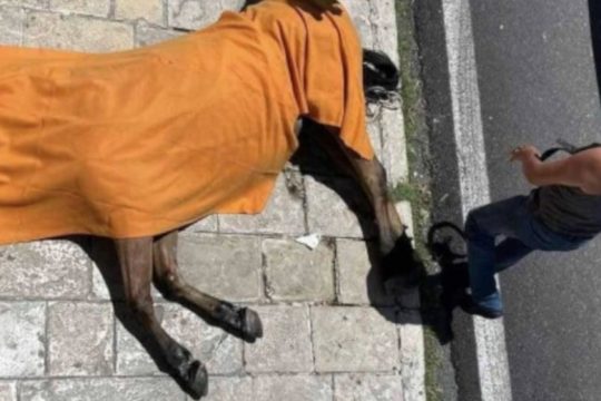 Φρικτός και βασανιστικός θάνατος για άλογο στη Χαλκίδα