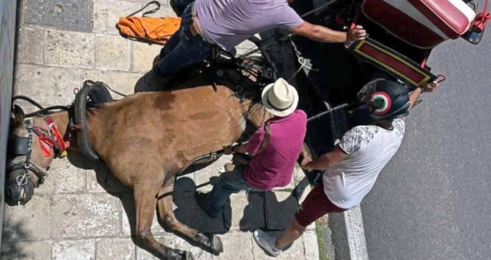 Θυσία στον βωμό του τουρισμού: Άλογο ξεψύχησε στην Κέρκυρα