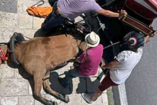Παρέμβαση του Αρείου Πάγου για τον θάνατο του αλόγου στην Κέρκυρα