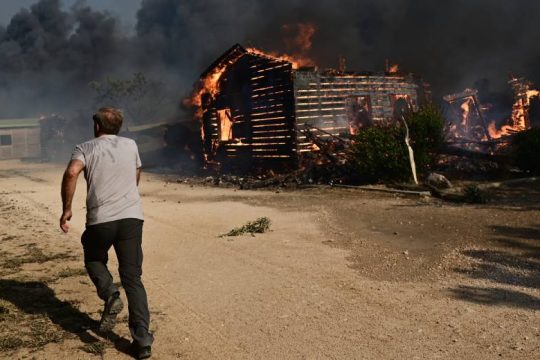 Μόνο θλίψη για τα ζώα που καίγονται