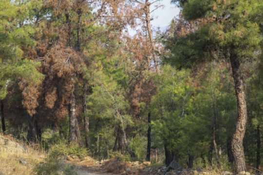 Σύλληψη 25χρονου ύποπτου για φωτιά στο Σέιχ Σου 