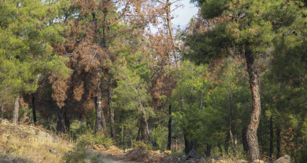 Σύλληψη 25χρονου ύποπτου για φωτιά στο Σέιχ Σου