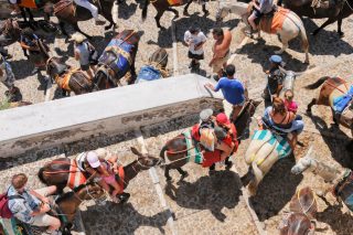 Οχι άλλα βασανισμένα ζώα για τα μάτια των τουριστών
