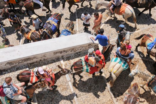 Οχι άλλα βασανισμένα ζώα για τα μάτια των τουριστών