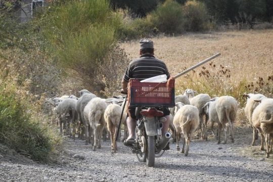 Χωρίς αισθήσεις εντοπίστηκε βοσκός που αγνοούνταν στην Αχαΐα