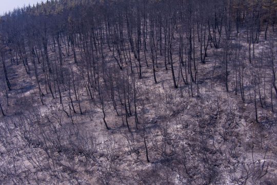 Τα δάση του Εβρου μετά το πέρασμα της φωτιάς