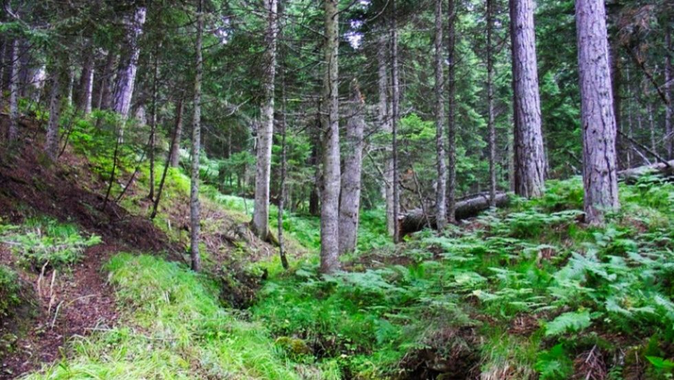 pindos