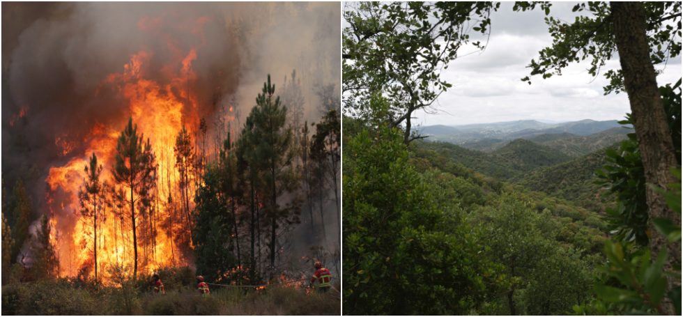 Portugal-wildfires-forest