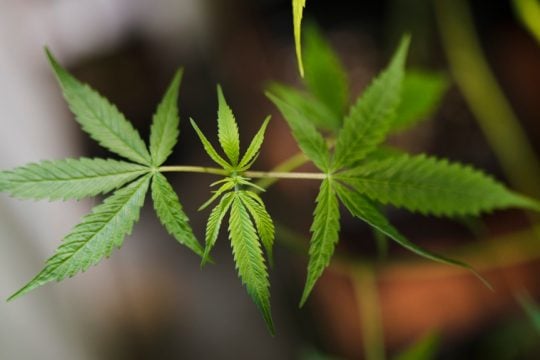 Βουλγαρία: Είχαν μετατρέψει πρώην ορυχείο ψευδαργύρου σε «εργαστήριο» κάνναβης