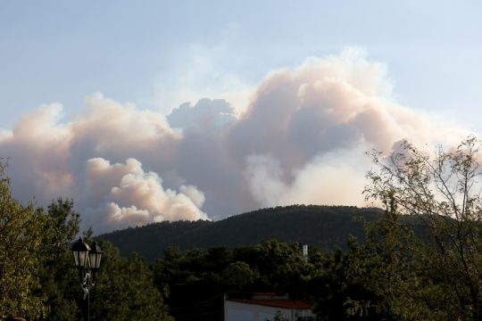 Στο δάσος της Δαδιάς