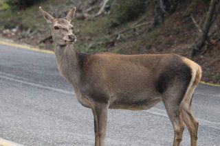 Ανεξέλεγκτη αγέλη... ελαφιών σε δρόμους της Ηλείας - Φόβοι για πρόκληση σοβαρού τροχαίου