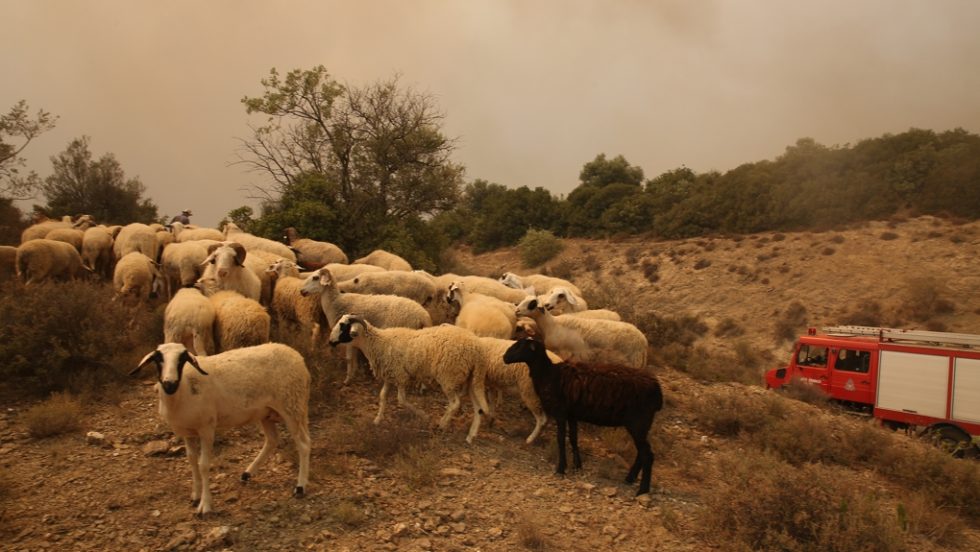 φωτιά-Αλεξανδρούπολη