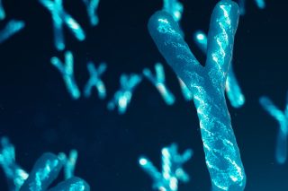 DNA, χρωμόσωμα Υ