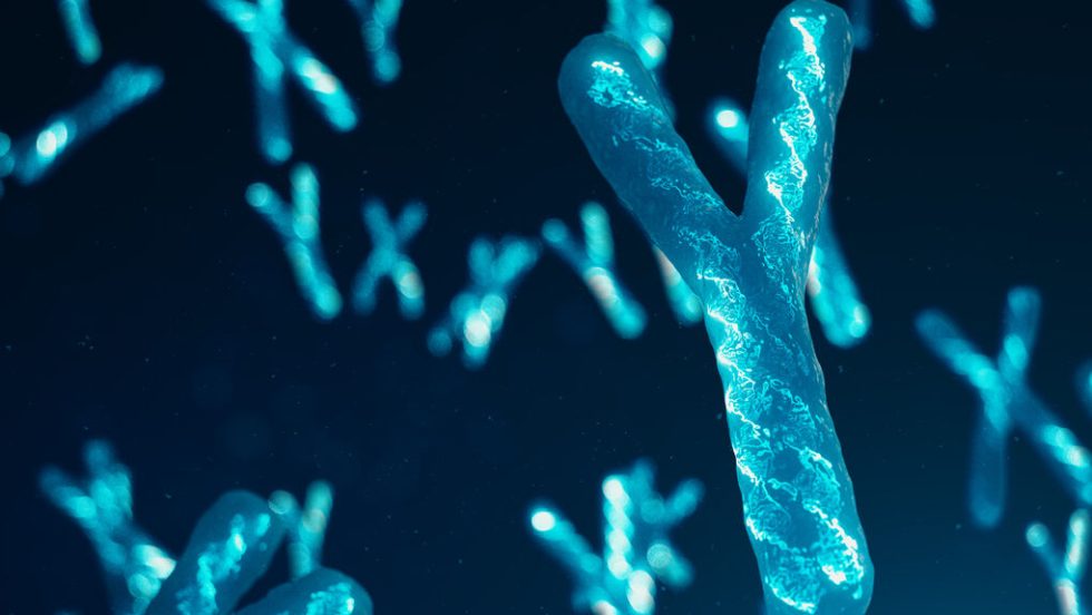 DNA, χρωμόσωμα Υ