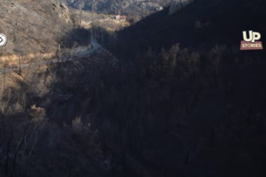 Φυλή