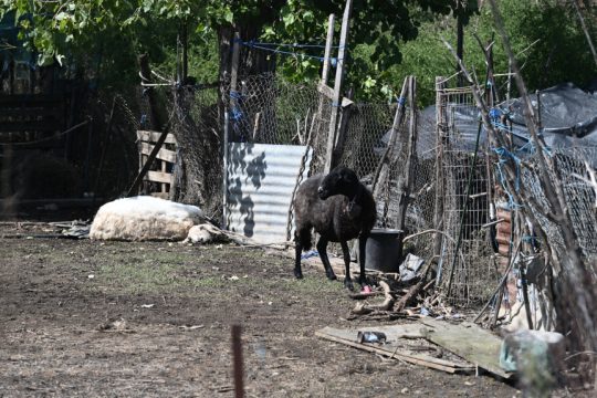Νεκρά ζώα από τις πλημμύρες