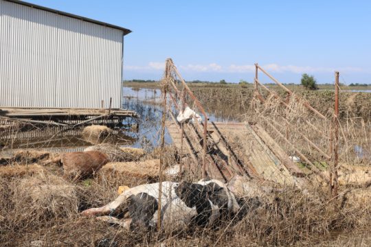 ζώα-κακοκαιρία