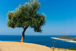 Ελιά
