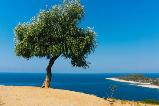 Ελιά