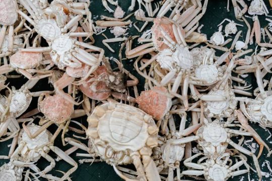 snow-crabs