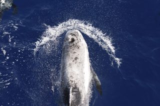 thalassa-zoo