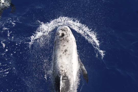 thalassa-zoo