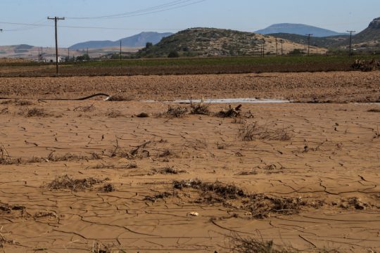 Καταστροφή σε καλλιέργειες από τις πλημμύρες στον θεσσαλικό κάμπο