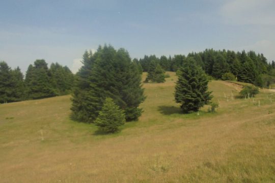 agrafa
