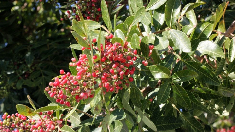 brazilina pepper tree