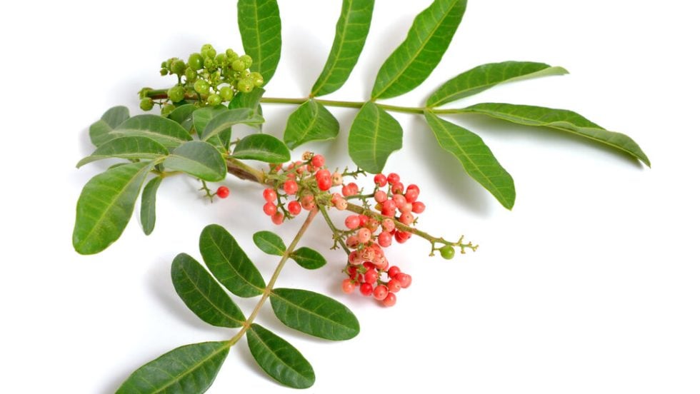 brazilina pepper tree
