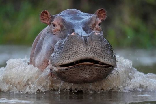 hippo-colombia-escobar