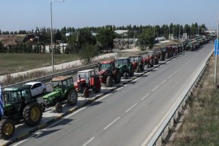 agrotes