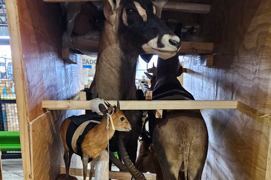 animals