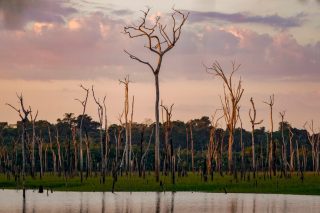 dentra-brazil