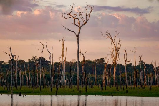 dentra-brazil