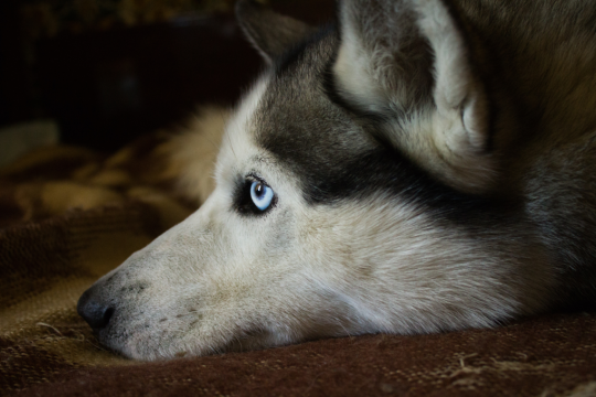 haski