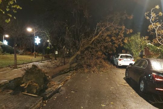 Ξεριζωμένο δέντρο
