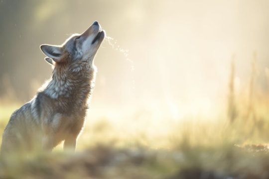 lykos