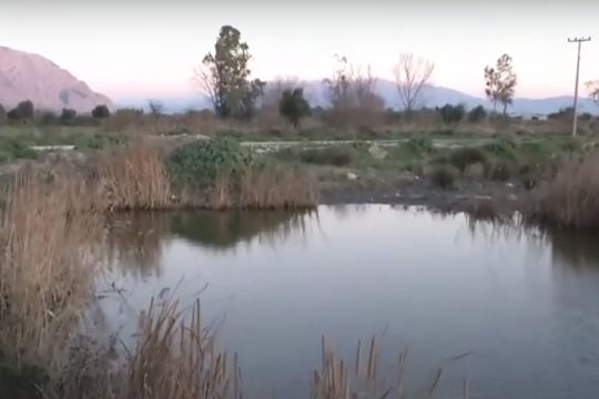 Mesologgi