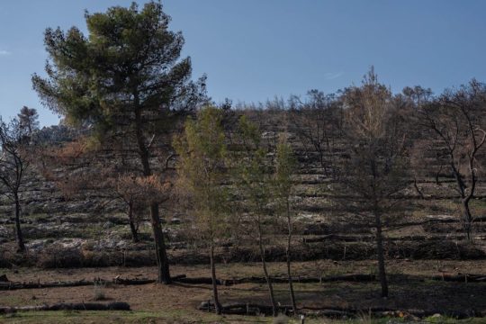 TERNA 190224